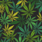 marijuana-1600-300×169