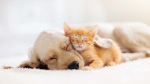 a puppy and a kitten sniggling together. represents pet stocks