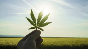 cannabis stocks, With America Turning Green Things Only Can Get Better for Aurora Stock