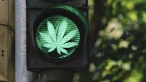 marijuana leaf in green traffic light