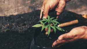 marijuana stocks Hand gently holding rich soil for his marijuana plants. Cannabis Stocks