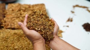 image of hands holding handful of processed tobacco