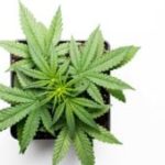 aurora-cannabis-stock-3-300×169