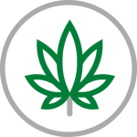 cannabis-300×300