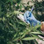 cannabis-stocks1600-3-300×169