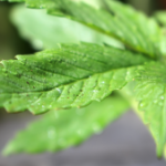 cannabis_1600_1793299462-300×169